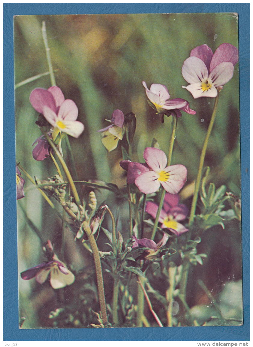 212494 / 1982 - POSTAGE DUE PETRICH 10 St. VILLAGE BELASITSA - SOFIA , Bulgaria Bulgarie , Flowers Fleurs Blumen - Impuestos