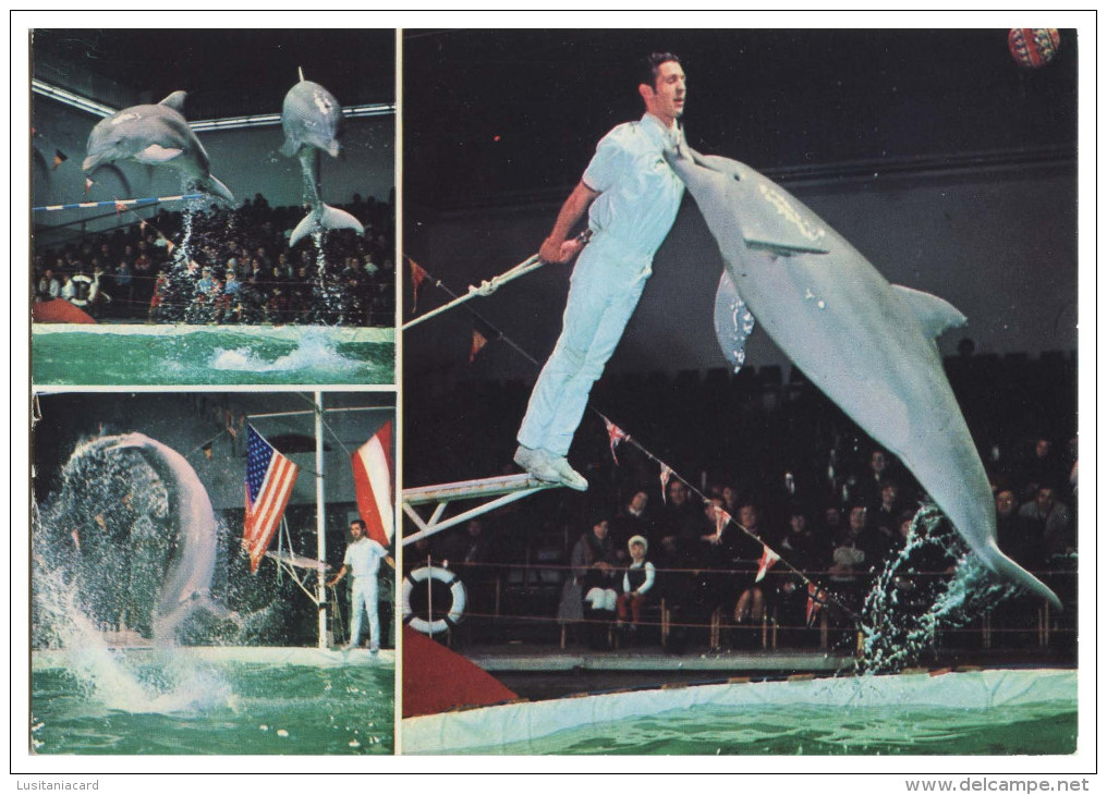 DOLPHINS - Florida Delfins Show( Ed. Grafica Castilla)  Carte Postale - Dauphins