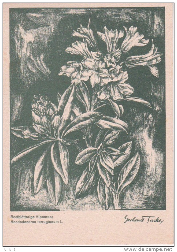 AK Rostblätterige Alpenrose - Serie Original-Kreidezeichnungen - Ca. 1930/40 (23446) - Blumen