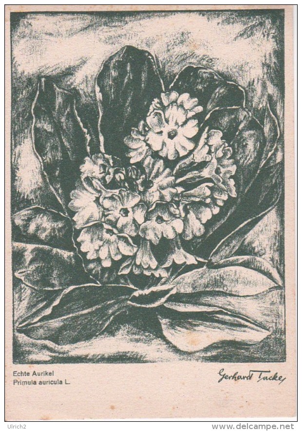 AK Echte Aurikel - Serie Original-Kreidezeichnungen - Ca. 1930/40 (23448) - Blumen