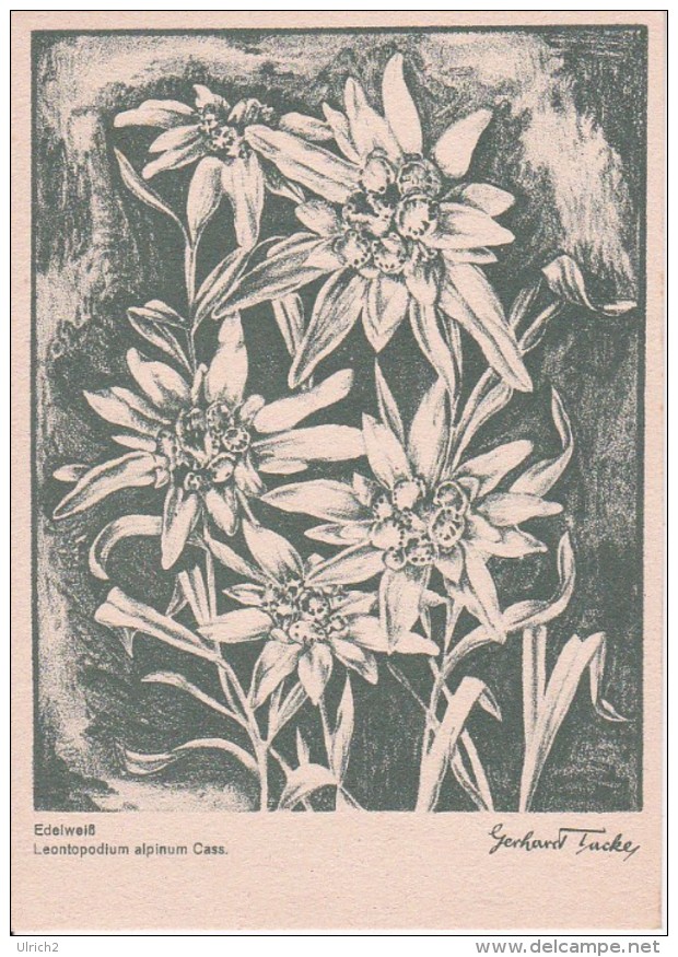 AK Edelweiß - Serie Original-Kreidezeichnungen - Ca. 1930/40 (23450) - Blumen