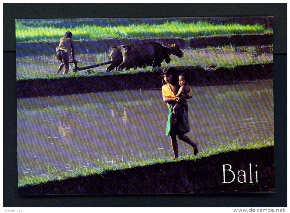 INDONESIA  -  Bali  Rice Paddy  Unused Postcard - Indonesia