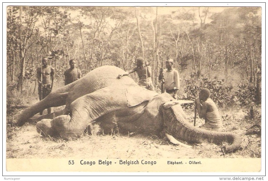 Chasse à L' Eléphant - Congo Belge