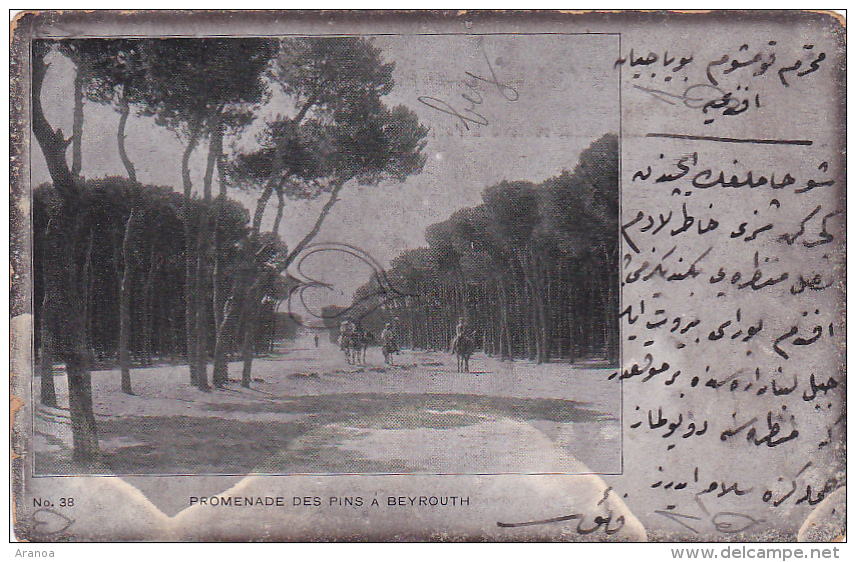 Asie -- Liban -- Beyrouth -- Promenade Des Pins - Liban