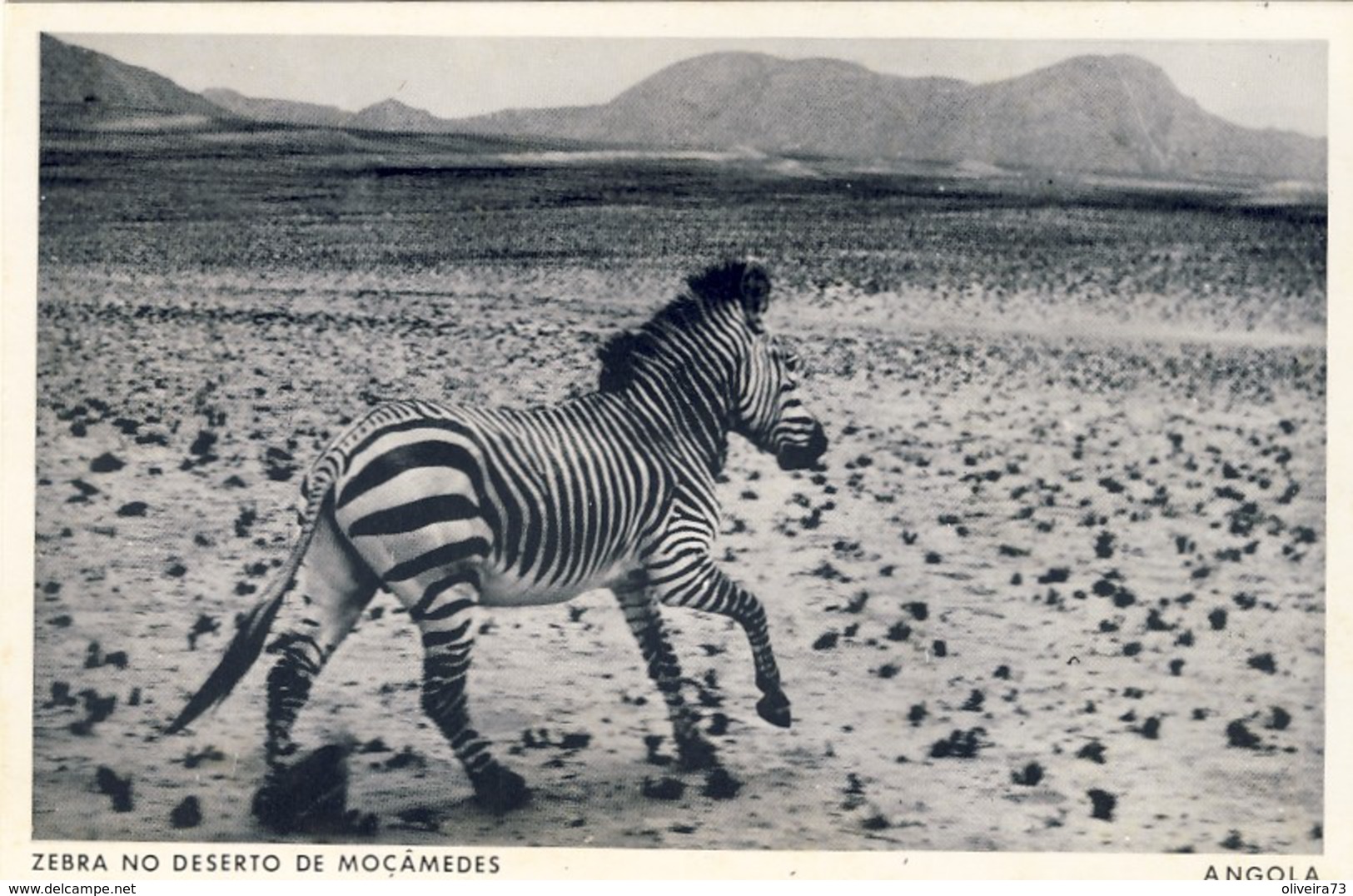 ANGOLA, Zebra No Deserto De Moçamedes, 2 Scans - Angola