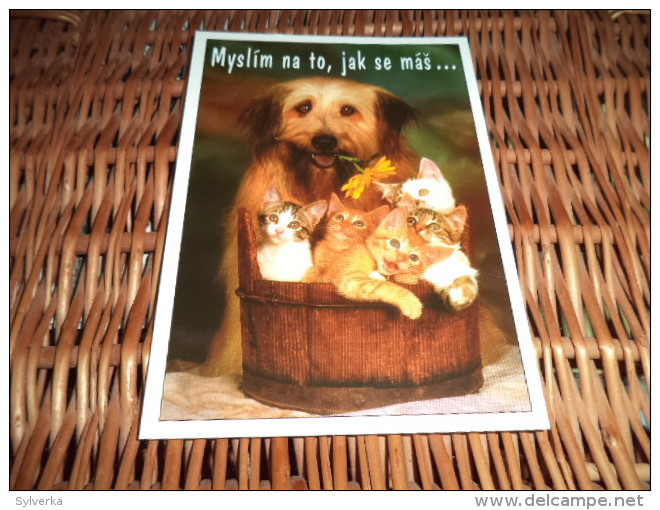 Hund Dog Chien Brie Briard Or Tibet Terrier ,Katze, Cat Postkarte - Chiens