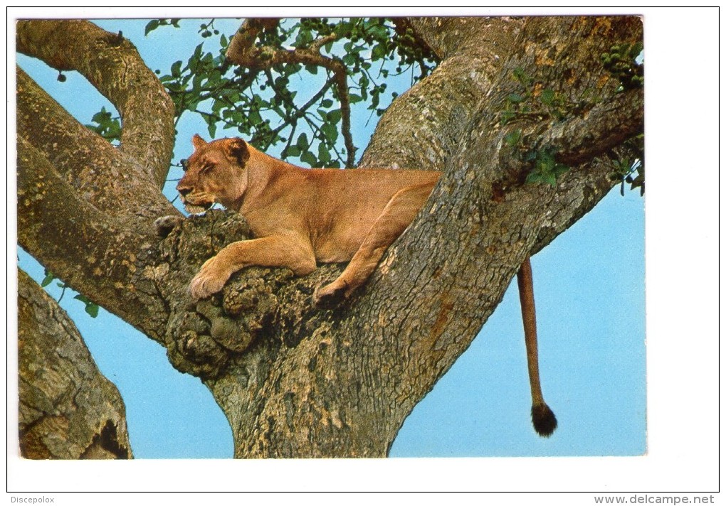 Q2428 EAST AFRICA, LIONESS SLEEPING -  LEONE, LION LOEWE LEON Lowe Leao Leeuw Animales, Animaux, Animals - Leoni