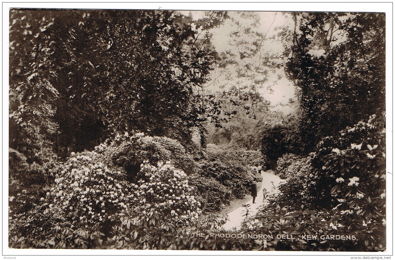 RB 1100 - Early Real Photo Postcard - Rhododendron Dell - Kew Gardens London - London Suburbs