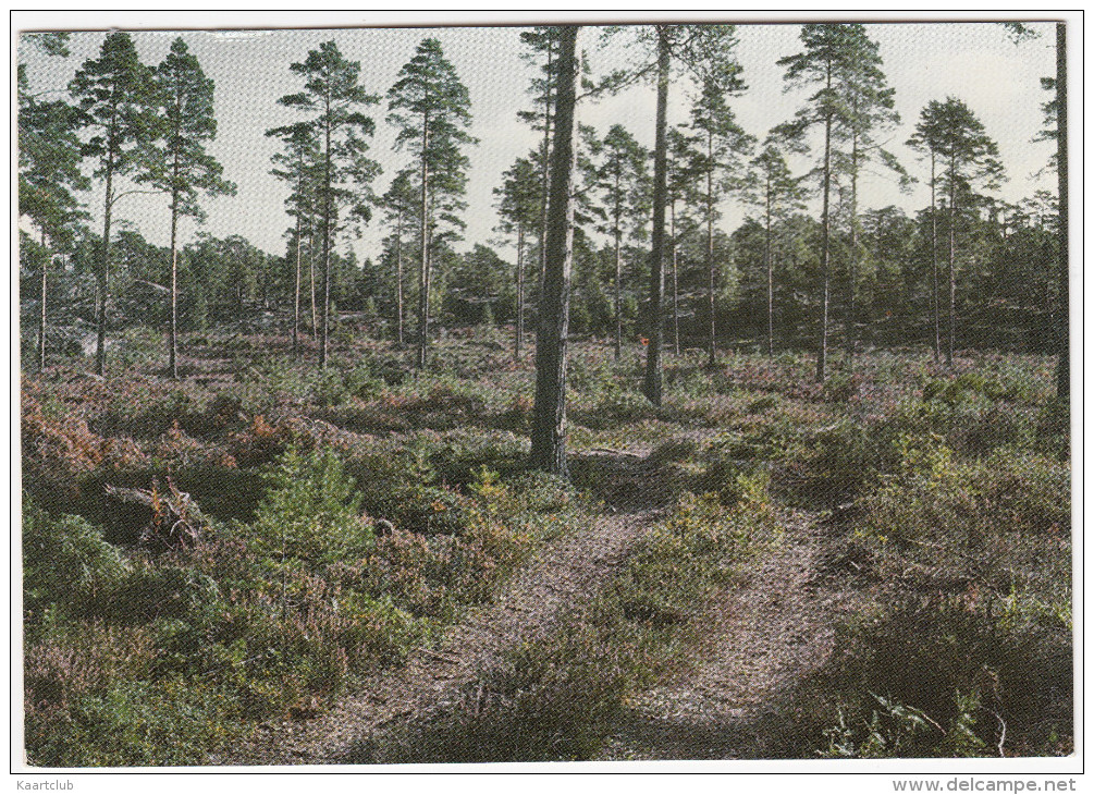 Skogen- En Förnybar Resurs   Finland / Suomi - Finland