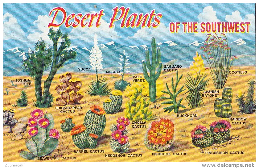 Cactus - Desert Plants Of The Southwest - Cactussen