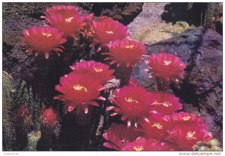 Cactus - Lobivia Glorious - Cactus