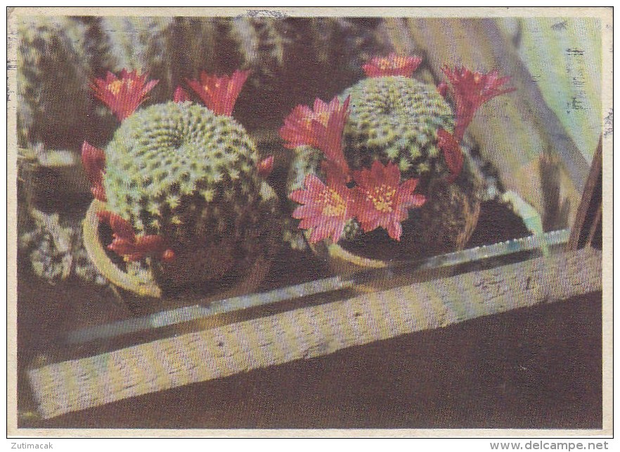 Cactus 1944 - Cactusses