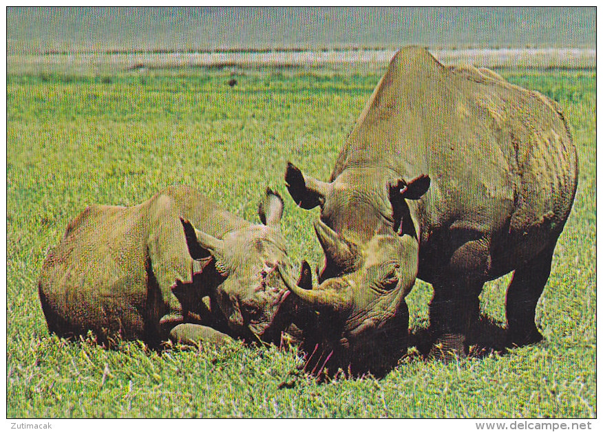 Rhino Rhinoceros Kenya - Rhinocéros