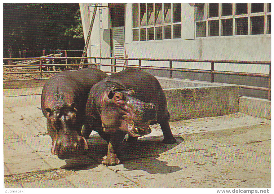 Hippo Zagreb Croatia Zoo - Hippopotamuses