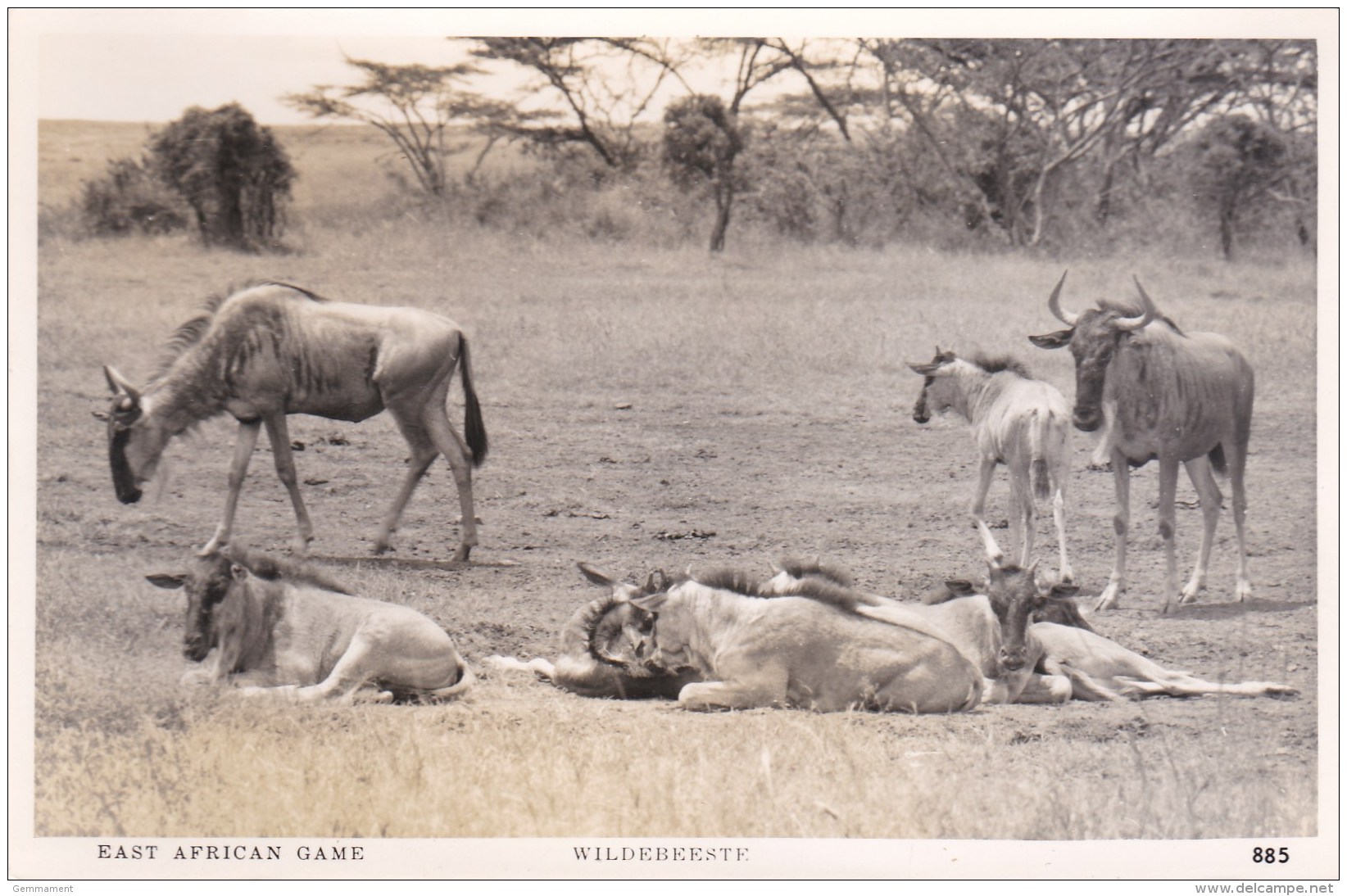 EAST AFRICAN GAME - WILDERBEESTE - Autres & Non Classés