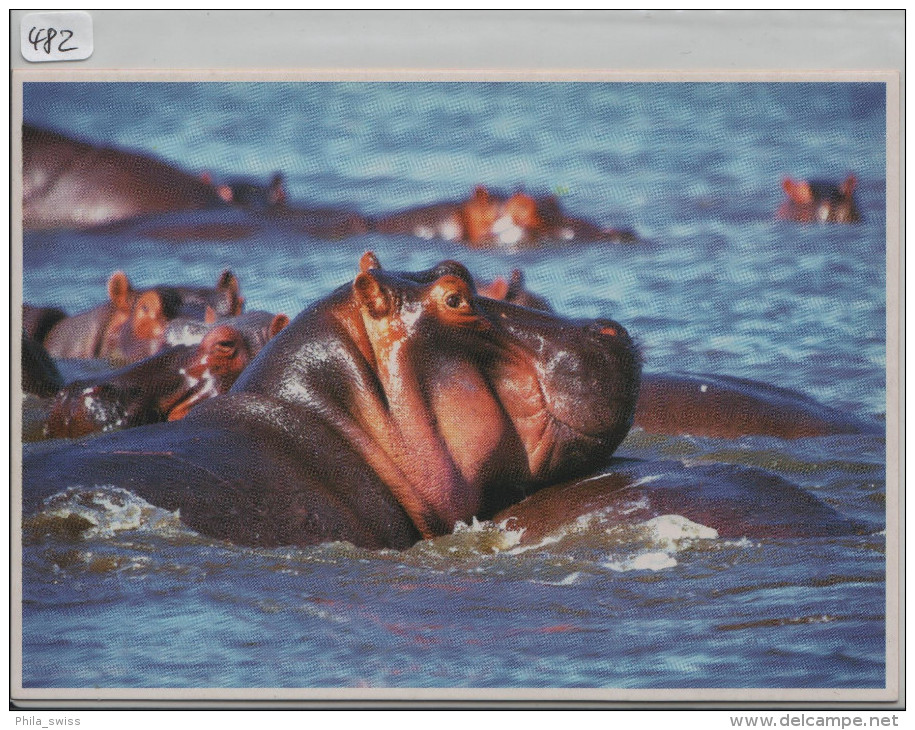 Flusspferd,  Hippo, Hippopotames, Ippopotami - Foto: Hans Rüdiger Koop - Hippopotames