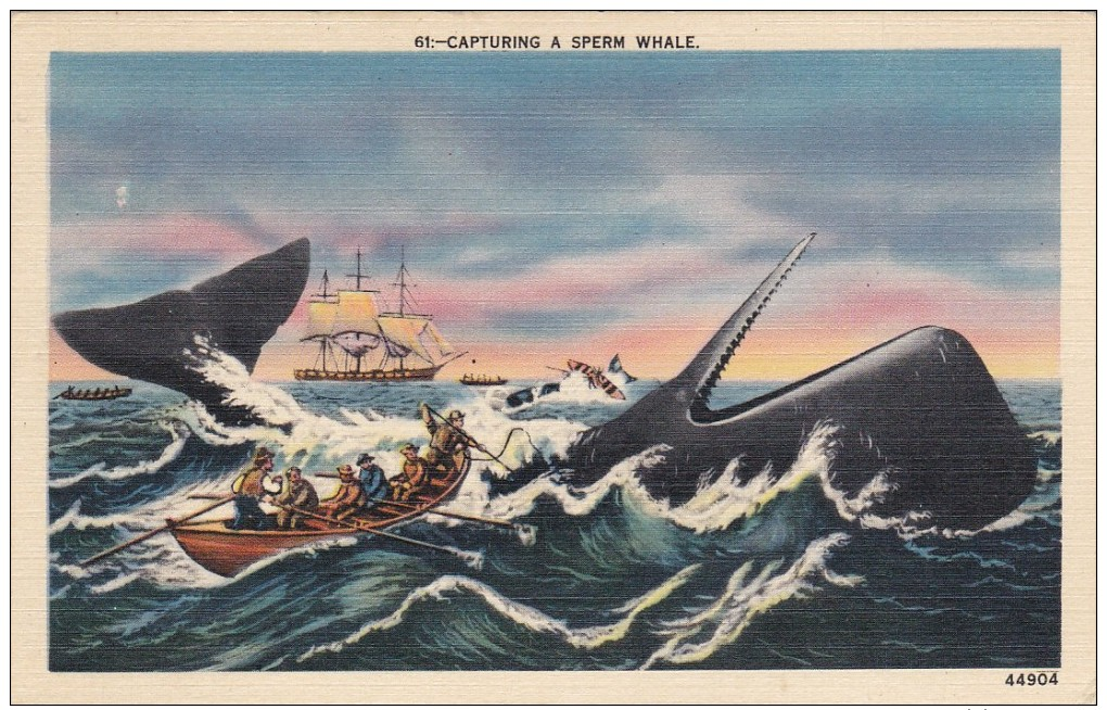 1930-1940's; Capturing A Sperm Whale - Other & Unclassified