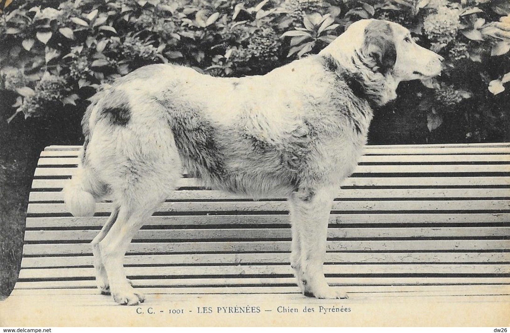 Les Pyrénées - Chien Des Pyrénées Sur Un Banc - Carte C.C. N°1001 - Perros
