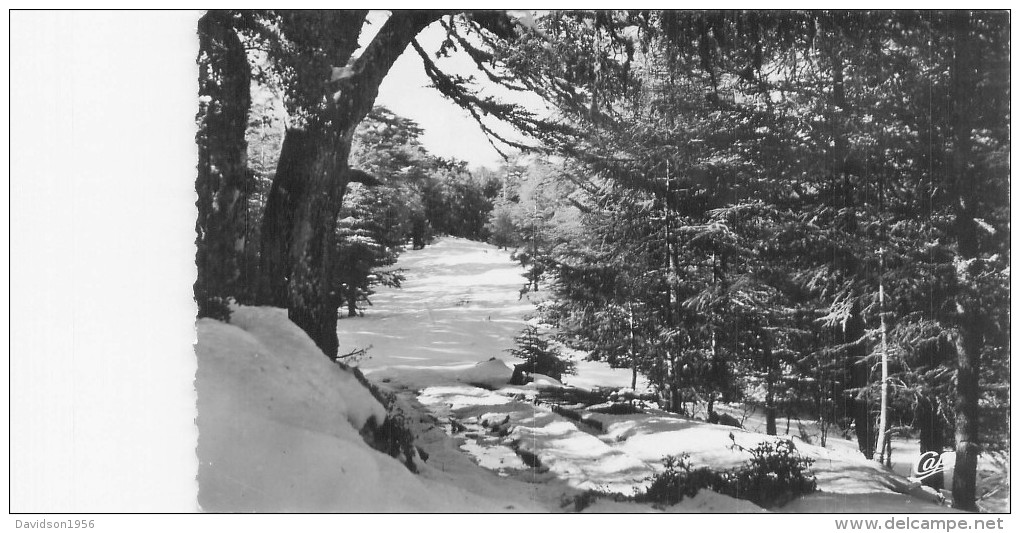 Maroc - Ifrane   En Hiver  , La Forêt Au Michiffen          H641 - Other & Unclassified