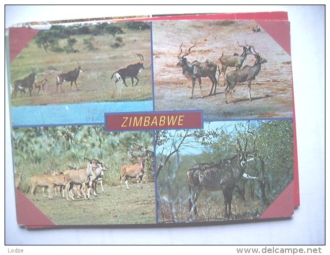 Africa Zimbabwe Animals - Zimbabwe