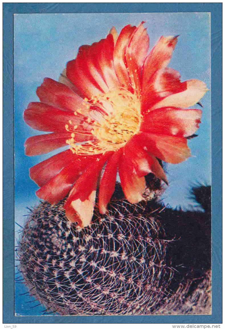 213935 /  Cactus Cactaceae Kakteengewächse - Lobivia Famatimensis  , Photo V. TIHOMIROVA , Russia Russie Russland - Cactus