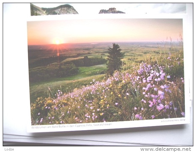 Canada Saskatchewan Cypress Hills Flowers - Autres & Non Classés