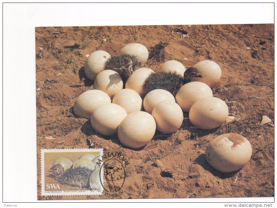 3043    Maxima  Maltahohe 1985, Sud Africa, Avestruz , Struisvogel, Autruche, Ostrich,  Volstruis - Autruches
