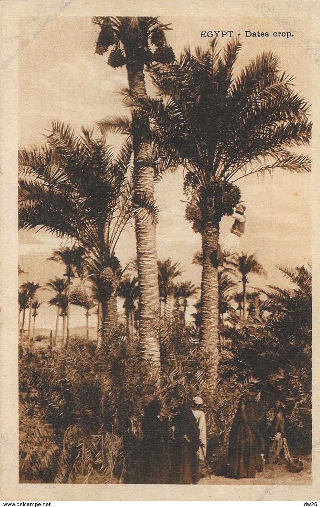 Egypte - La Récolte Des Dattes (Date Crop.) - Edition B. Livadas & Coutsicos - Persons