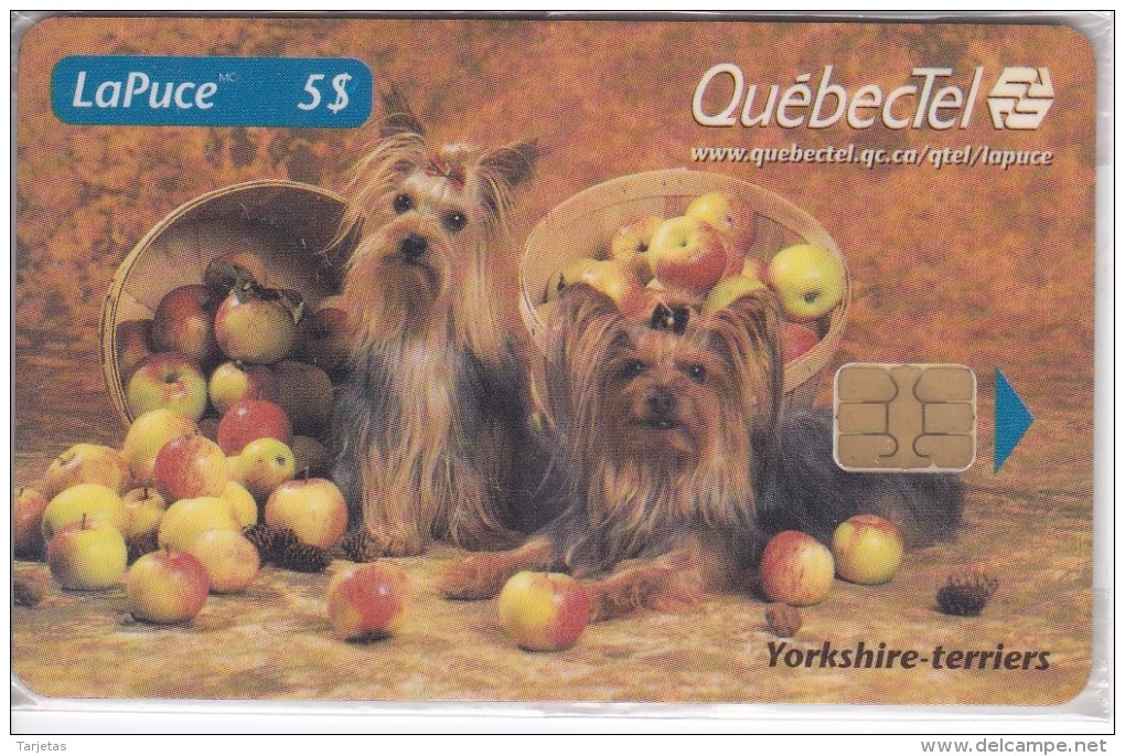 TARJETA DE CANADA DE UNOS PERROS YORKSHIRE TERRIERS DE TIRADA 5000 (CAN-DOG)  - NUEVA-MINT - Canada