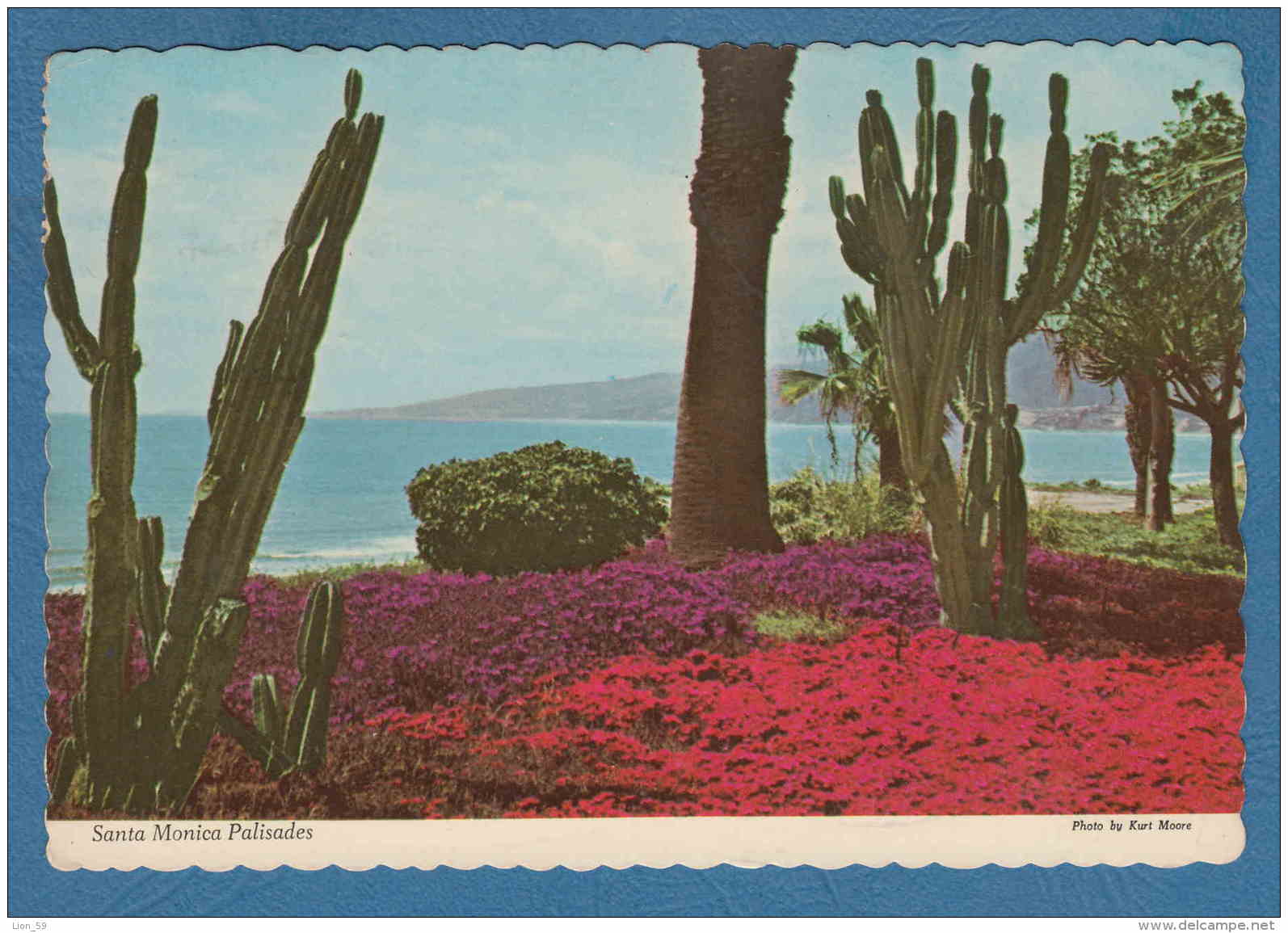 214005 / 1966 - 21 C. AIR MAIL , Santa Monica, CA Palisades Park  Cactus Cactaceae Kakteengewächse - United States USA - Cactus