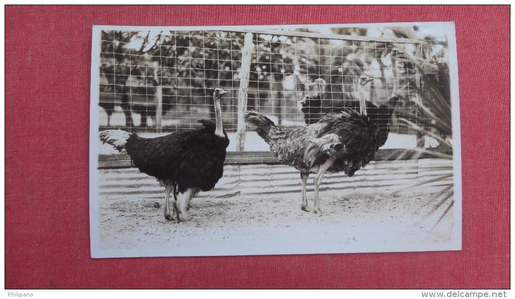 RPPC  - Florida>  Two Ostriches   Ref 2266 - Other & Unclassified