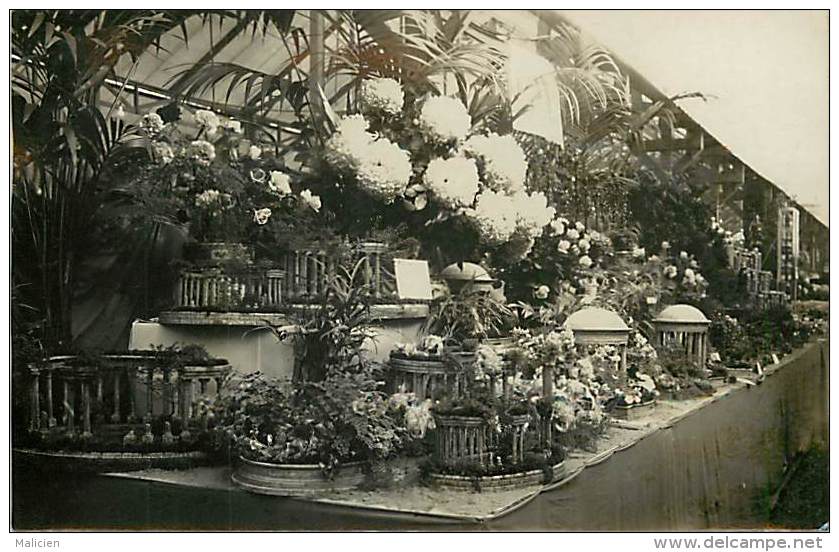 - Themes Divers -ref-M820- Fleurs - Horticulture - Carte Photo Exposition Chrysanthemes - Horticulteur - Metiers - - Fleurs