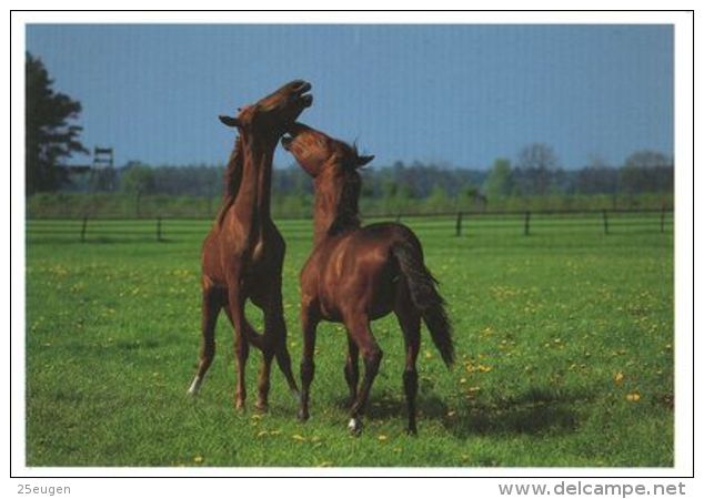 HORSES / PFERDE / CHEVAUX /    POSTCARD XL UNUSED     ( H  4494 ) - Horses