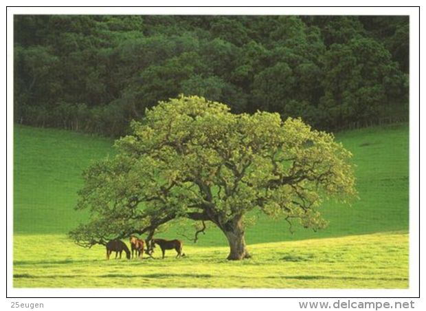 HORSES / PFERDE / CHEVAUX /    POSTCARD XL UNUSED     ( H  4509 ) - Pferde