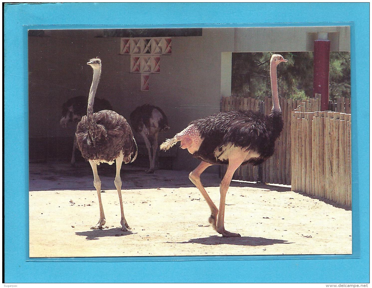 Avestruz Ostrich Autruche Straub - Aves Birds Oiseaux Pájaros - Zoo Lisboa - Ostriches Autruches Straube - Vögel