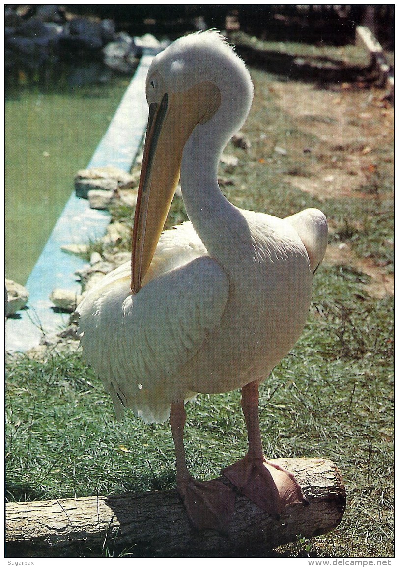 Pelicano Real Pelikan Pelican Pelikaan - Aves Birds Oiseaux Pájaros - Zoo Lisboa - Birds