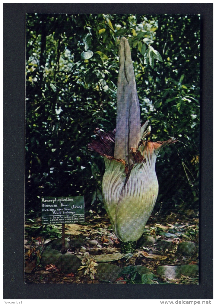 INDONESIA  -  Bogor Botanical Garden  Flower Of Amorphophallus Titanum Becc  Unused Postcard - Indonesia