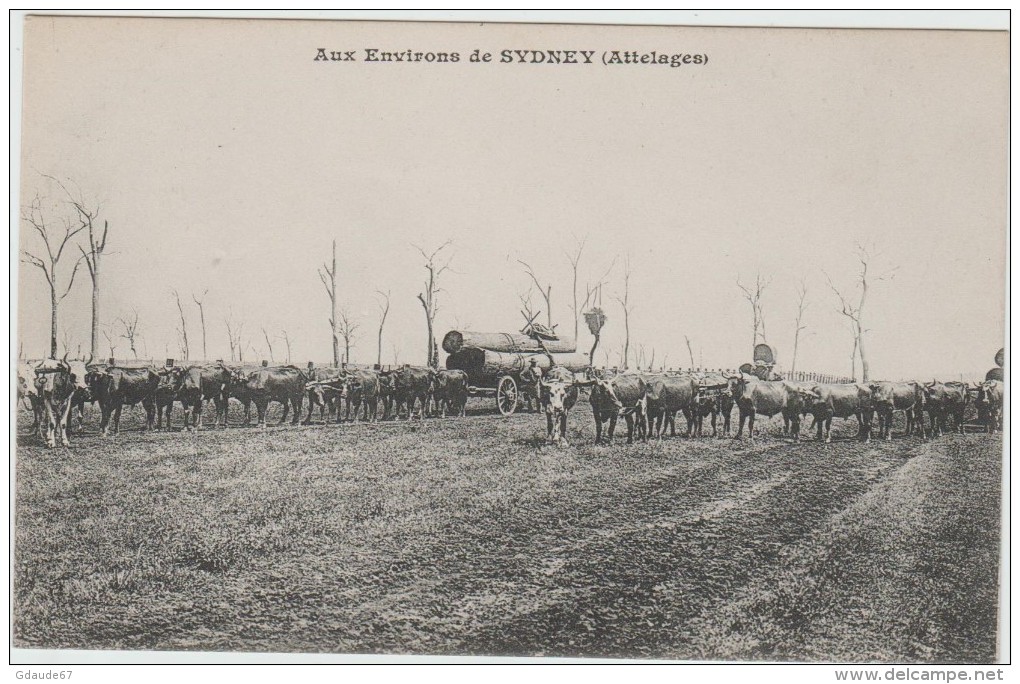 AUX ENVIRONS De SYDNEY (AUSTRALIE) - ATTELAGES - Sydney