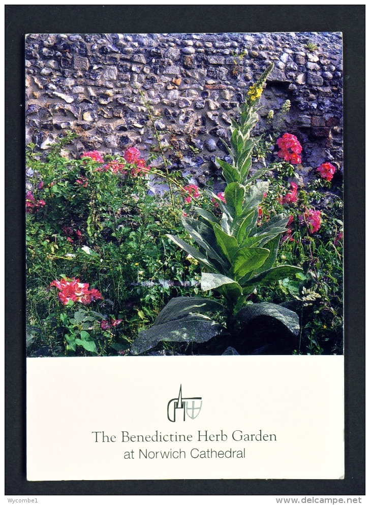 ENGLAND  -  Norwich Cathedral   Benedictine Herb Garden  Used Postcard - Norwich