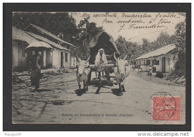 DF / SRI LANKA / CEYLAN / KANDY / ROUTE DE PERADENIYA / BOEUFS-ZEBU TIRANT UN ATTELAGE / CIRCULÉE EN 1907 - Sri Lanka (Ceylon)