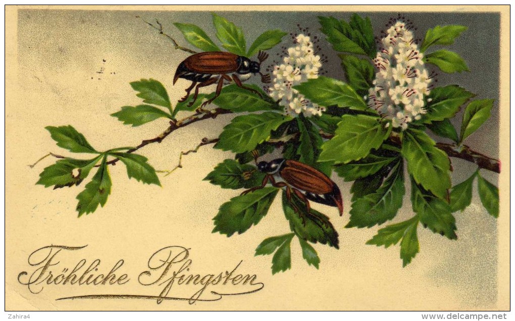 Animaux - Insecte - Hanneton  - Fleurs - Arbre - Marronnier  - Fröhliche Pfingsten - Illustrateur ? Non Signé - Pentecôte