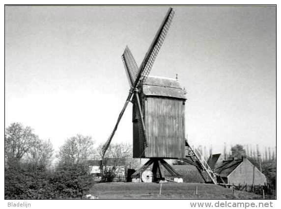MERE / Erpe-Mere (O.Vl.) - Molen/moulin - Historische Opname (1972) Van De Kruiskoutermolen, Kort Voor De Stormramp - Erpe-Mere
