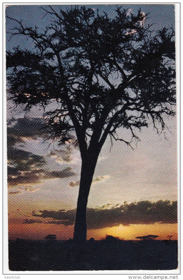 AFRICAN LANDSCAPE - SUNRISE  -  Kenya - Kenia