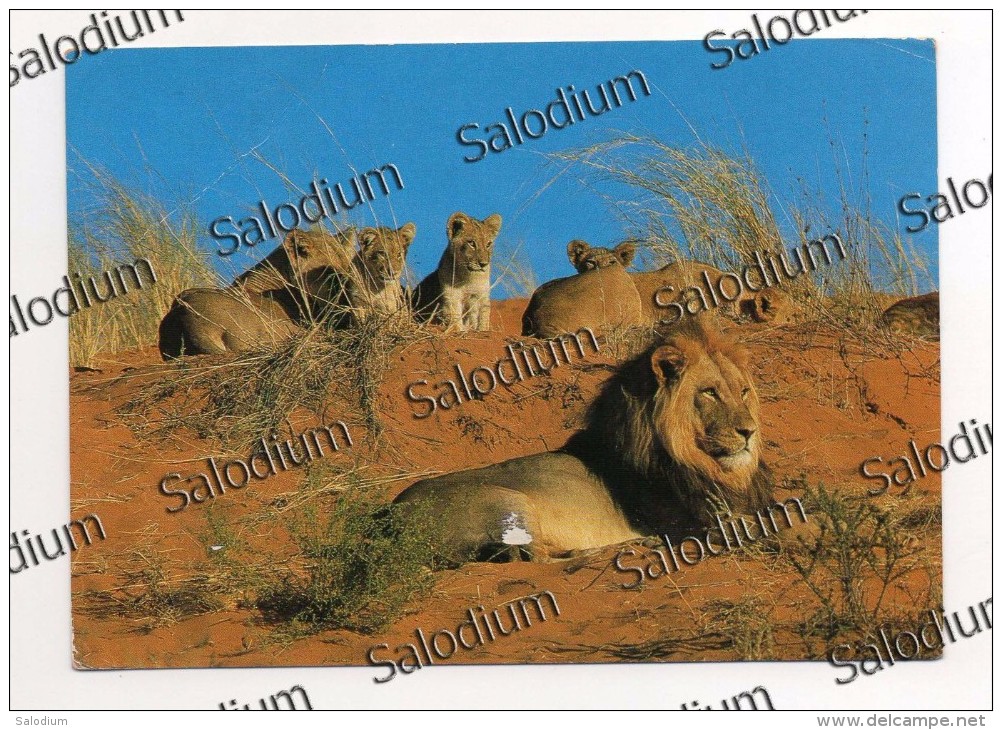 Lion Lions Leone Leonai South Africa - Leoni