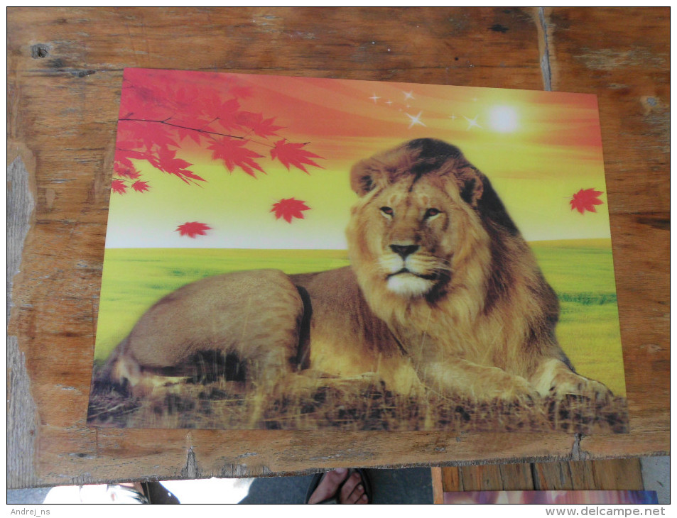 3D Postcards    Big Format Lions - Lions