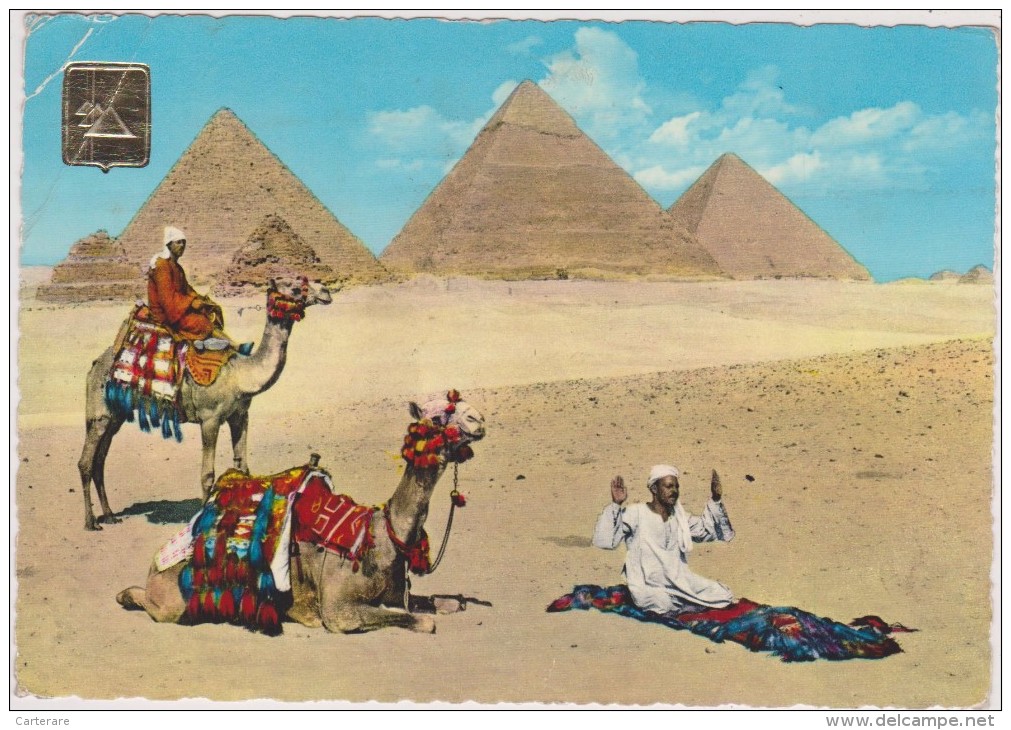 AFRIQUE,AFRICA,AFRIKA,égypte,EGYPT,pyramide,GYZA,chameau,priere - Other & Unclassified