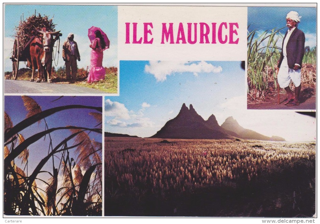 ILE MAURICE,MAURITIUS,archipel Des Mascareignes,océan Indien,ile Volcanique,champs De Canne à Sucre - Autres & Non Classés