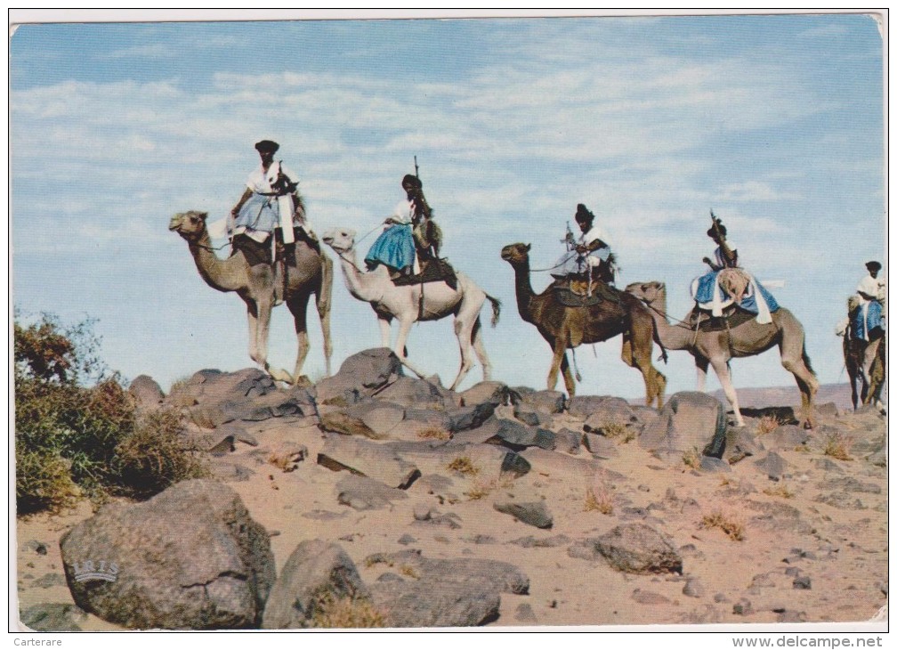 AFRIQUE,AFRICA, MAURITANIE,ex Colonie Française,prés Algérie,MALI,MEHARISTE,CHAMEAU,CARAVANE - Mauritanie