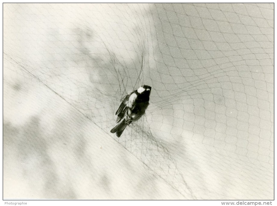 France Haute Savoie Col De La Golese Oiseau Photographie Animalière Amateur Des Années 1960 - Other & Unclassified