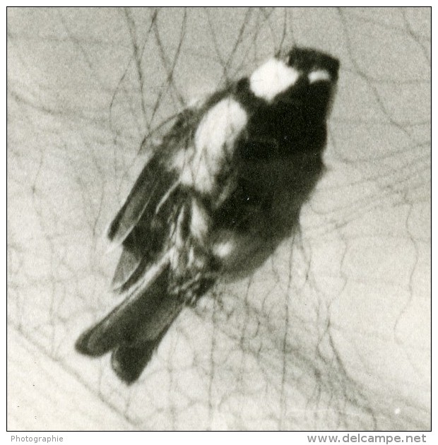 France Haute Savoie Col De La Golese Oiseau Photographie Animalière Amateur Des Années 1960 - Other & Unclassified